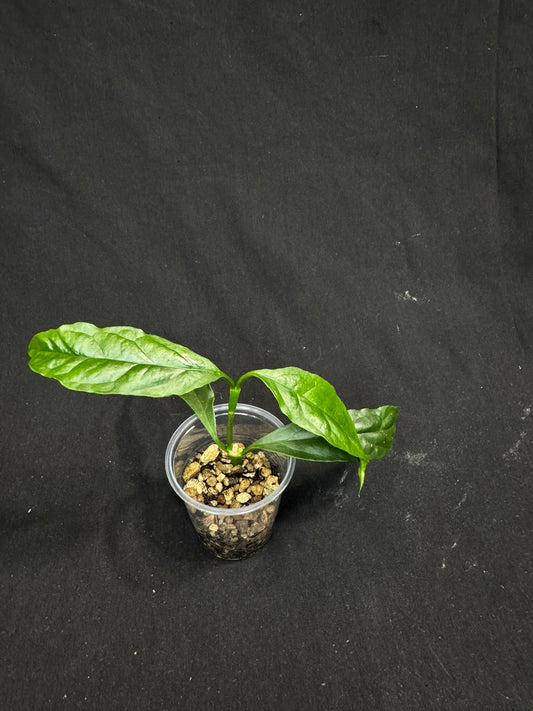 Hoya Decipulae,special flowers
