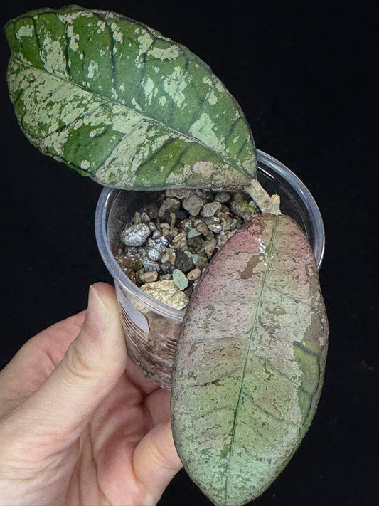 Hoya gunung gading ghost GGG (#1), nice veins and silvery/splashy leaves