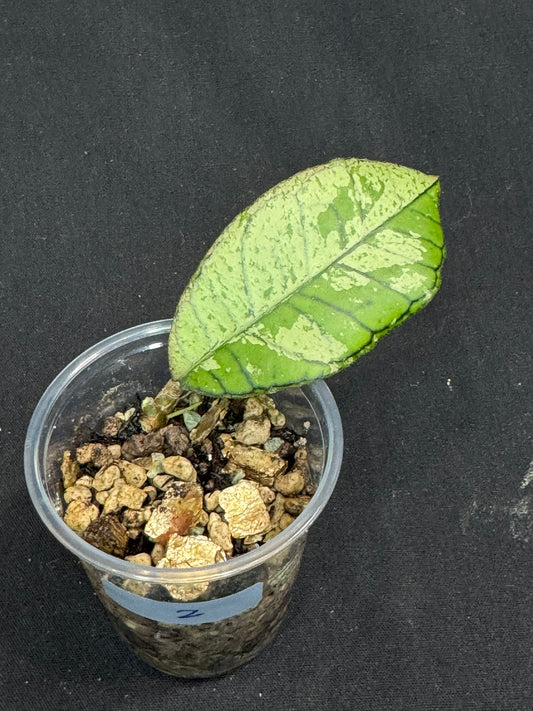 Hoya gunung gading ghost GGG (#2), nice veins and silvery/splashy leaves