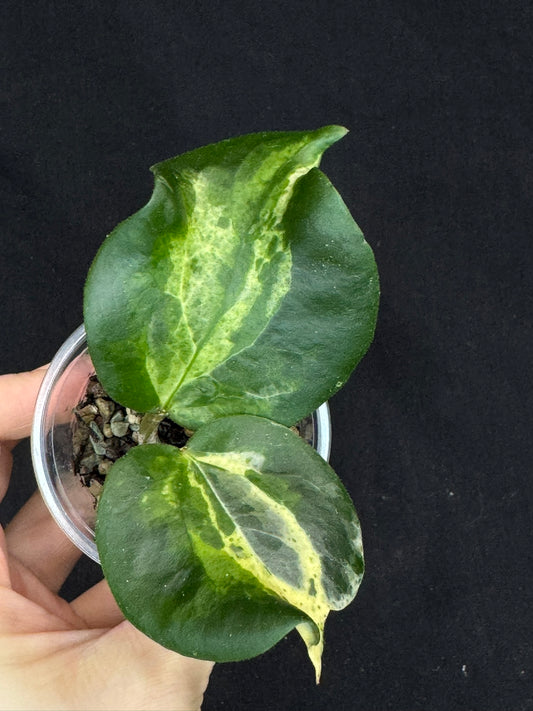 UNICORN🦄! Hoya candy, nice variegation color,  super rare (Upgrade Shipping is recommended) (Copy)