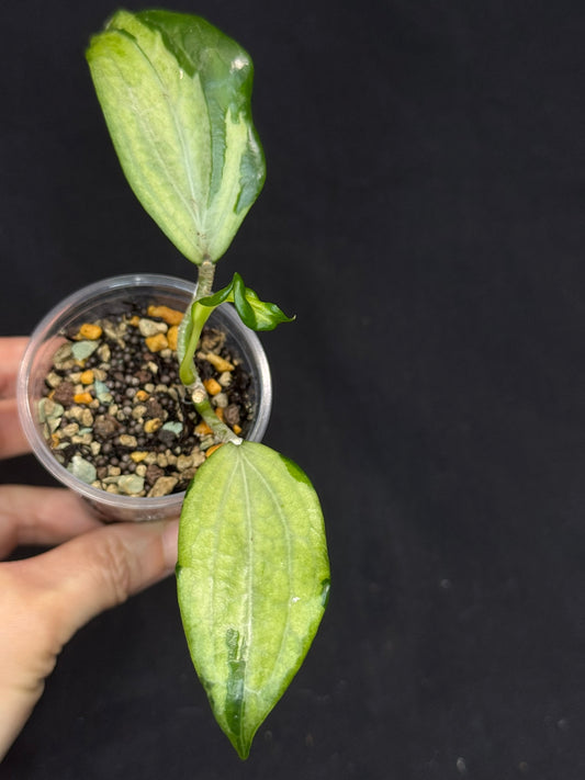 UNICORN🦄! Hoya quinquenervia variegated, nice variegation color,  super rare (Upgrade Shipping is recommended) (Copy)