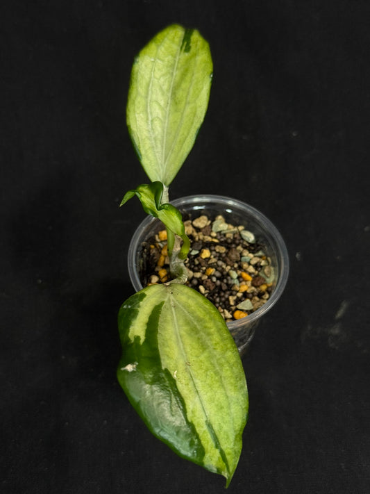 UNICORN🦄! Hoya quinquenervia variegated, nice variegation color,  super rare (Upgrade Shipping is recommended) (Copy)