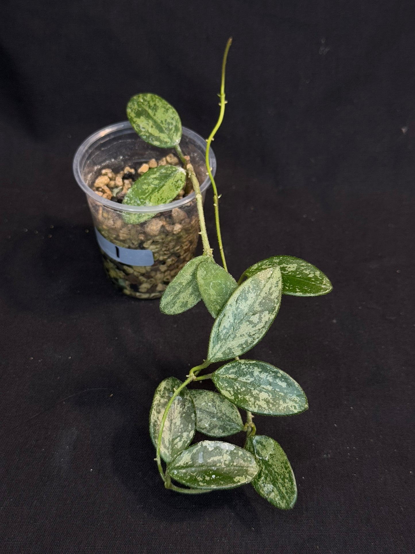 Hoya Lima high Splash, attracting splashy leaves (#1)