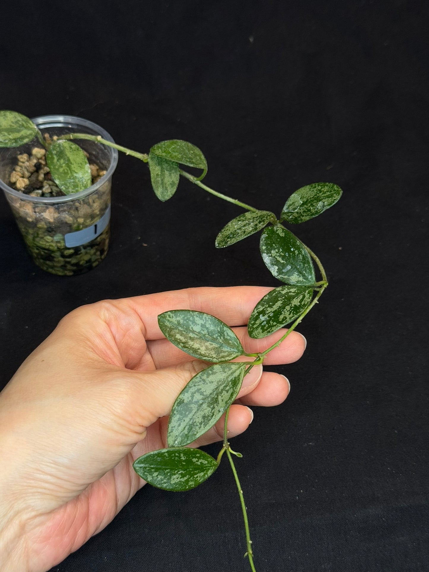 Hoya Lima high Splash, attracting splashy leaves (#1)