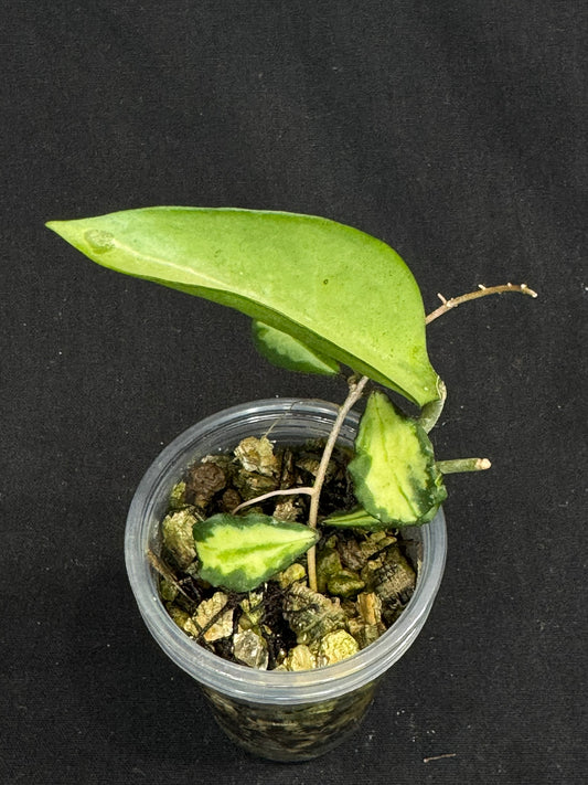Hoya Kanyakumariana variagated +Hoya pottsii silver, beautiful leaves