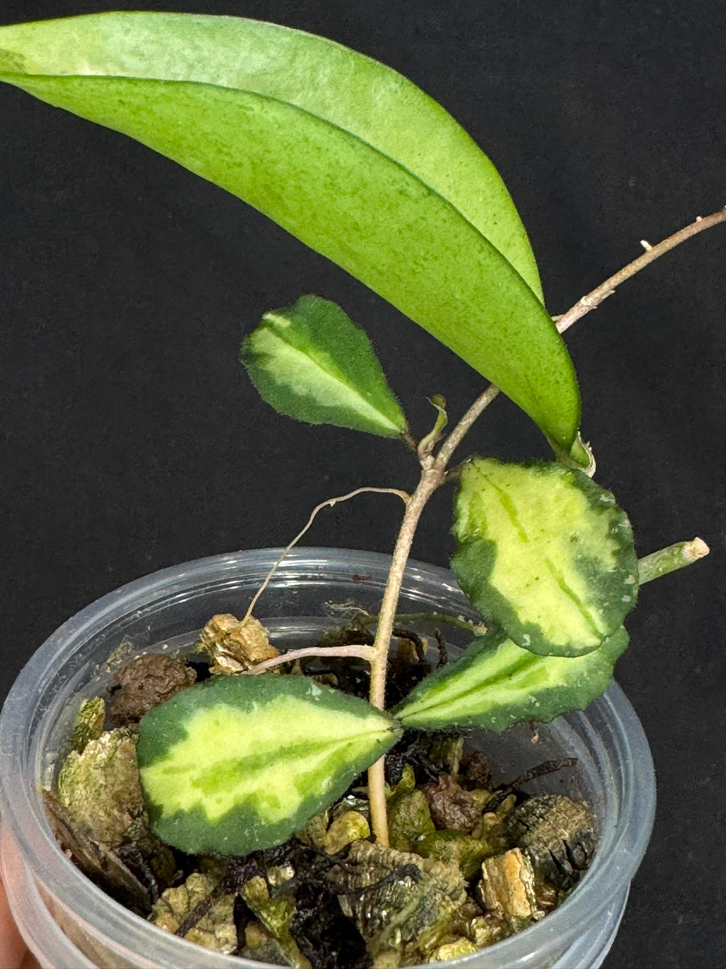 Hoya Kanyakumariana variagated +Hoya pottsii silver, beautiful leaves