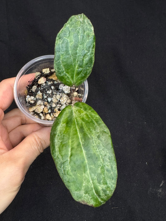 UNICORN🦄! Hoya crocodile, nice variegation color, super rare (Upgrade Shipping is recommended)