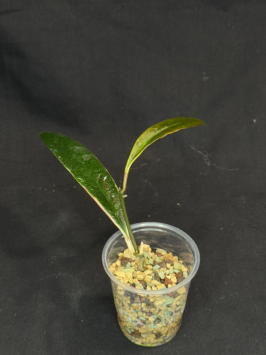 Hoya Sulawesiana Albomarginata, actively growing, rare and classic