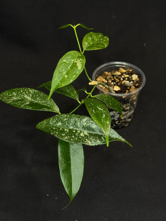 Hoya Cystiantha Splash, rare, nice splashy leaves, two growths