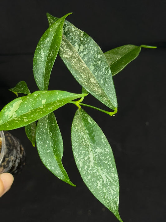 Hoya Cystiantha Splash, rare, nice splashy leaves, two growths
