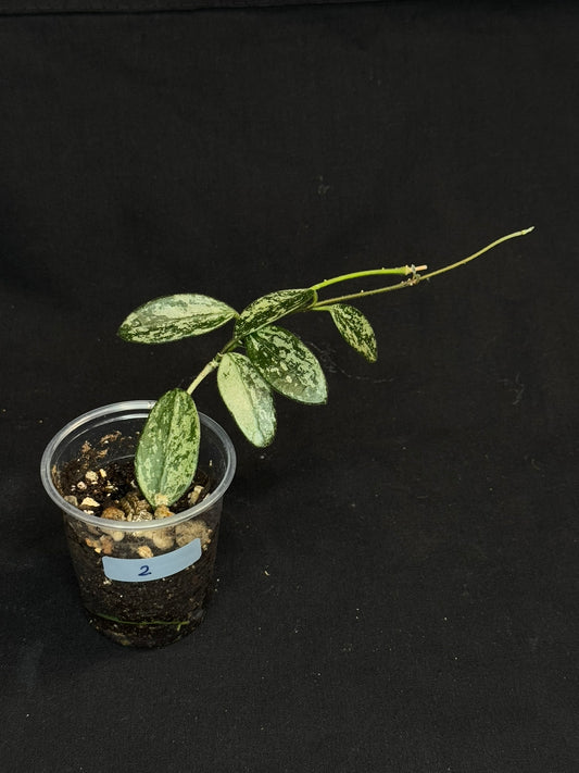 Hoya Lima high Splash, attracting splashy leaves (#2)