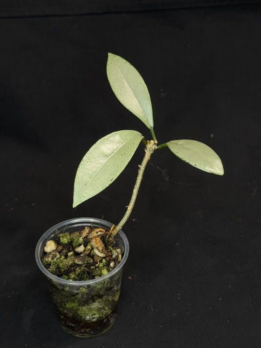 Hoya Wilbur Grave Silver, stable nice silver green leaves