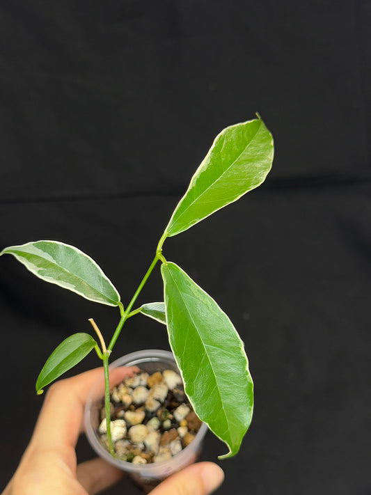 Hoya Buotti Albomarginata, nice water-color variegation (#2)