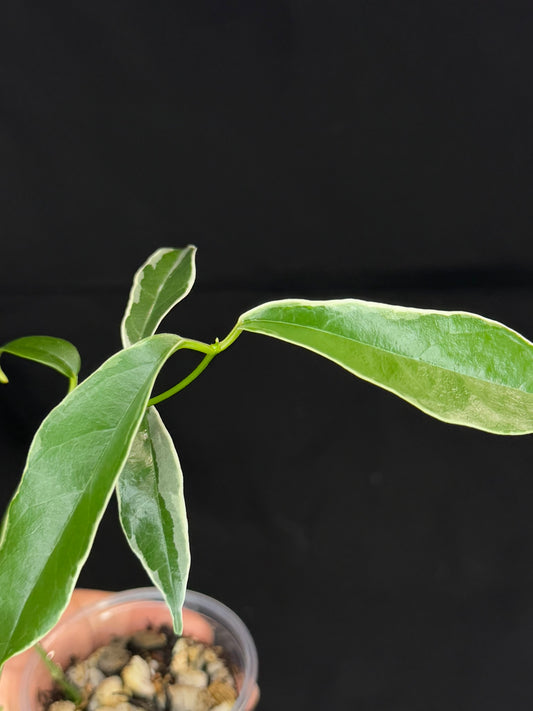 Hoya Buotti Albomarginata, nice water-color variegation (#2)