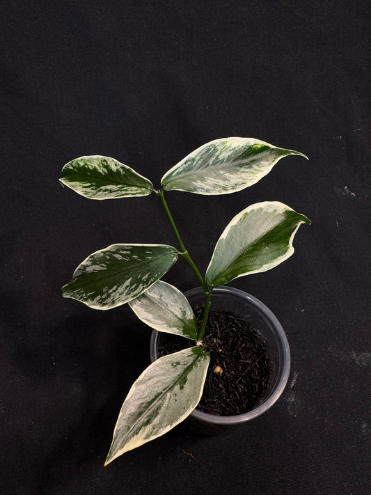 UNICORN🦄! Hoya polyneura ice queen, super rare (Upgrade Shipping is suggested)