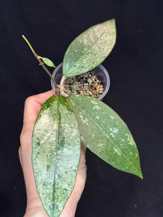 Hoya Verticillata ‘PMp-171’ Splashy/silver(#1)