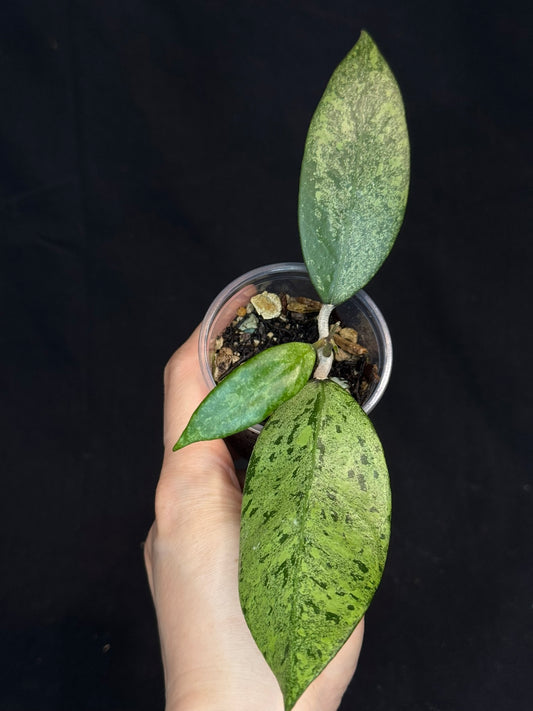 Hoya Verticillata ‘PMp-171’ Splashy/silver(#2)