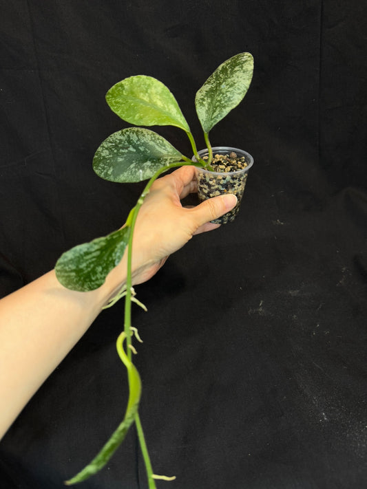 Hoya waymaniae cloudy sky, silvery/splash leaves, well-rooted, rare