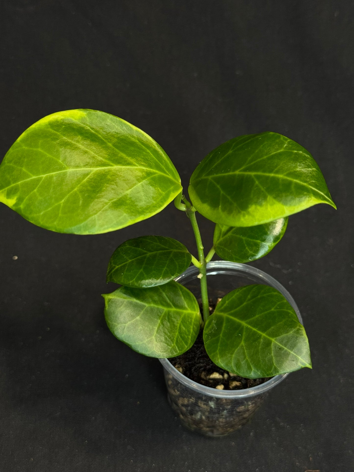 Hoya obscura albo, nice variegation