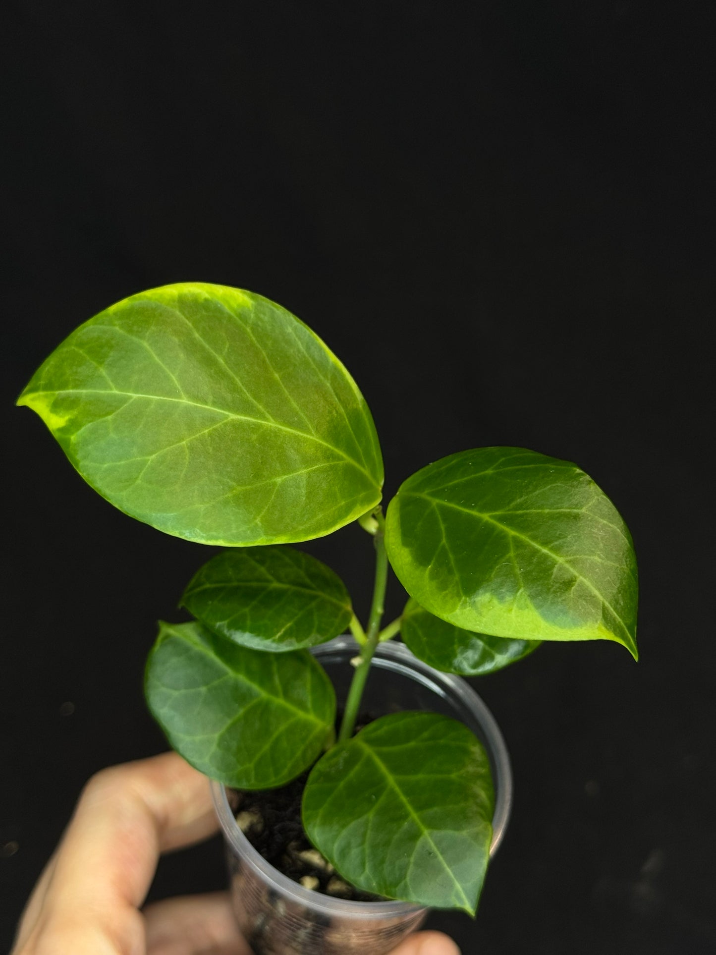 Hoya obscura albo, nice variegation