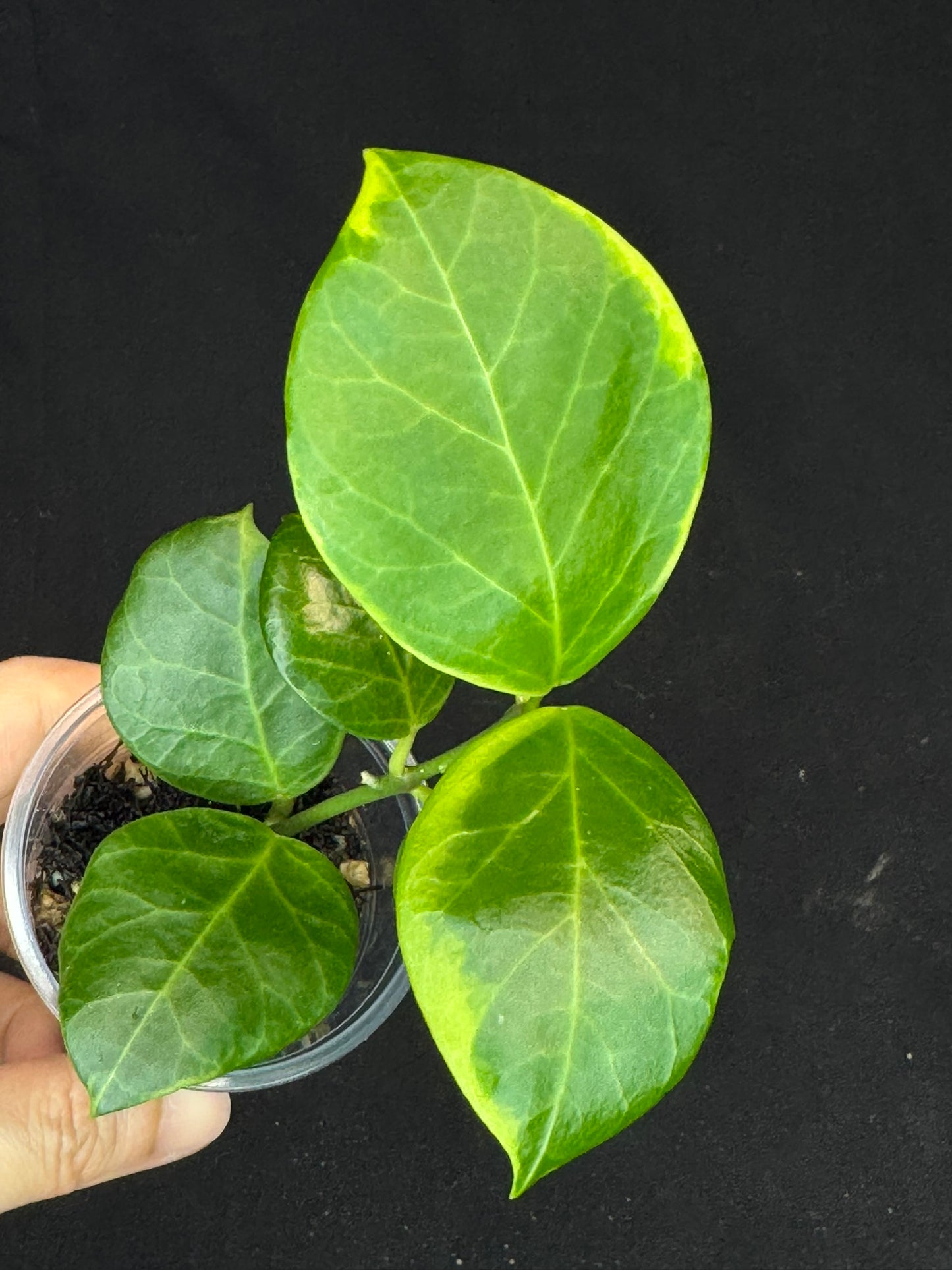 Hoya obscura albo, nice variegation