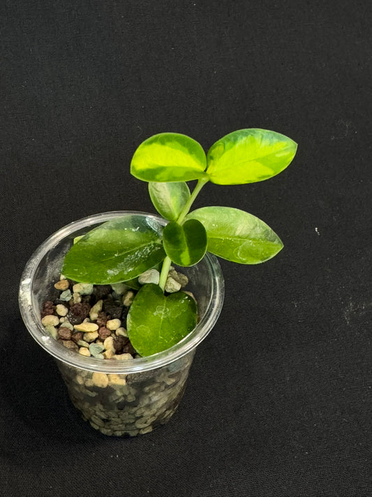 Hoya Cumingiana Inner Variegated, beautiful leaves, well-rooted