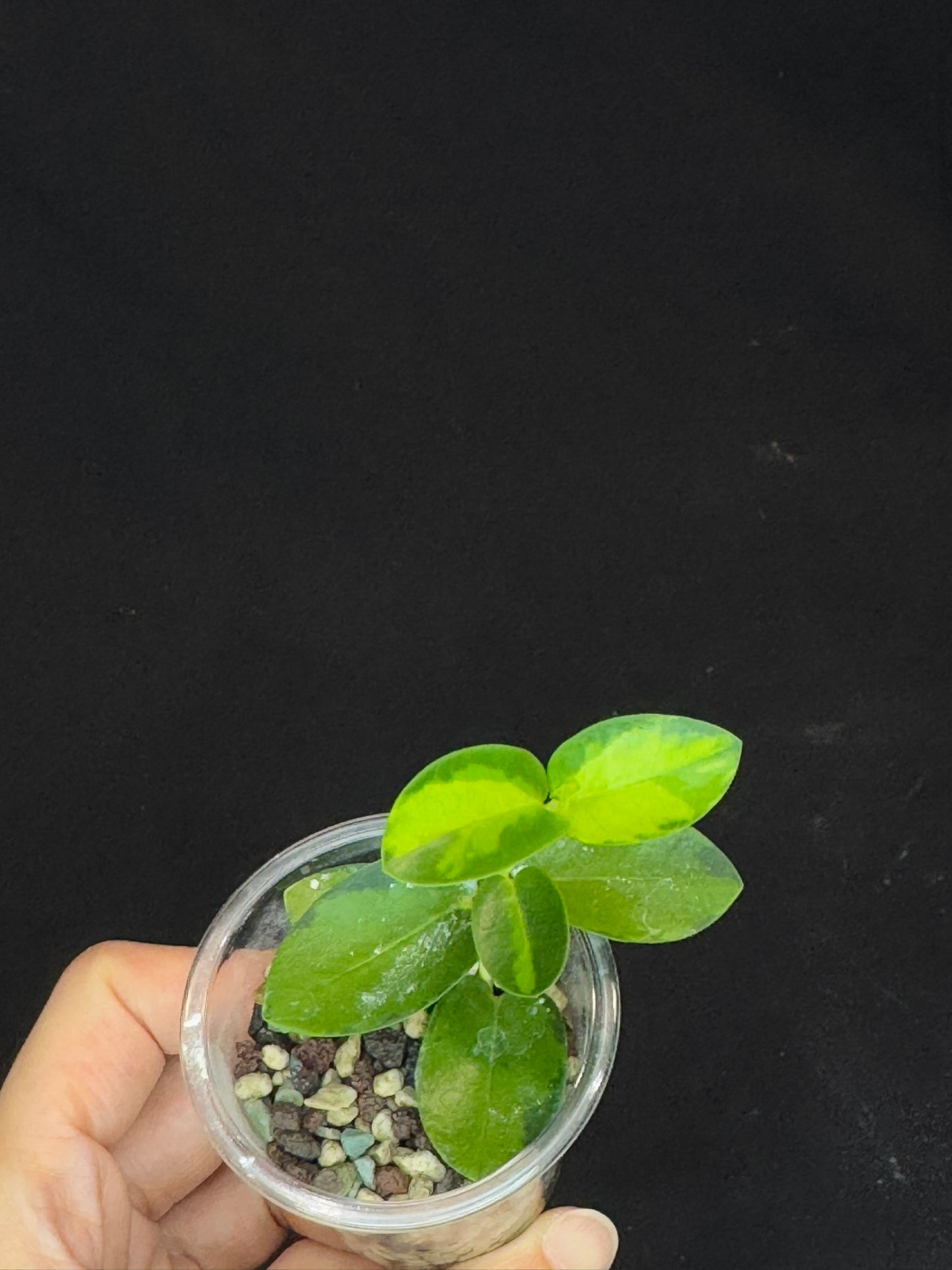 Hoya Cumingiana Inner Variegated, beautiful leaves, well-rooted