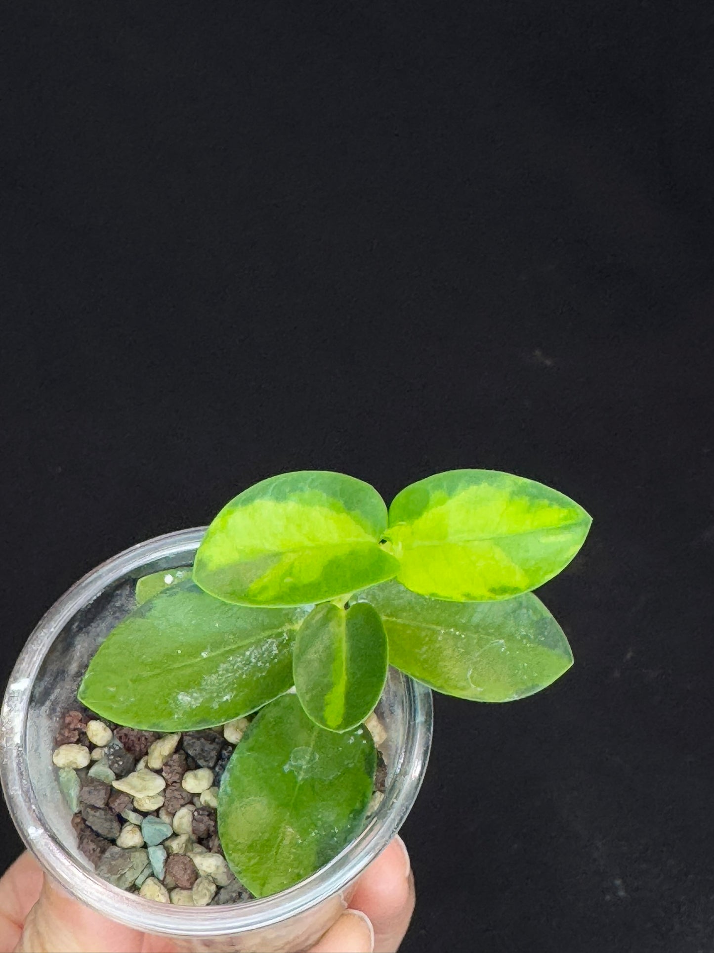 Hoya Cumingiana Inner Variegated, beautiful leaves, well-rooted