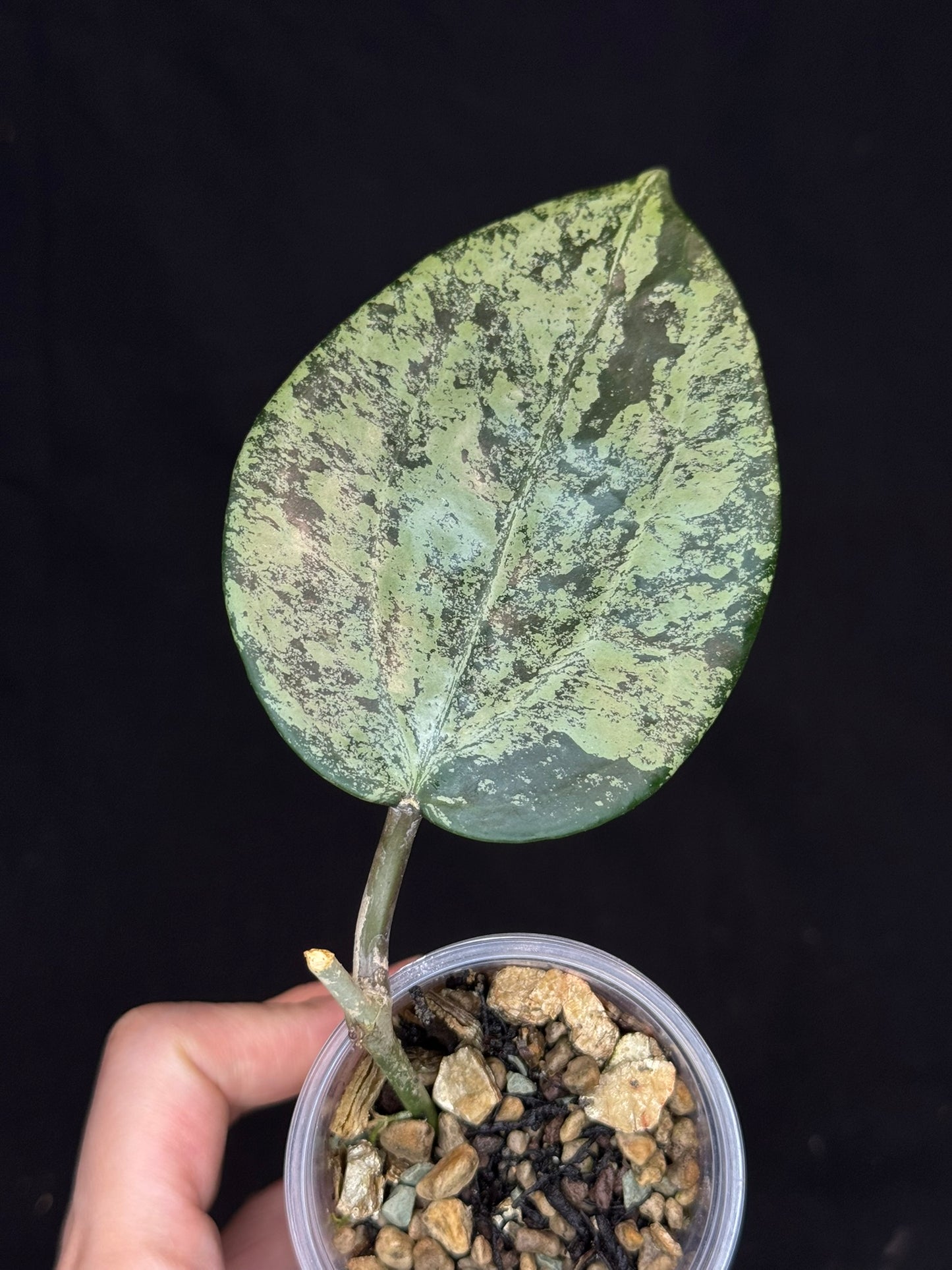 UNICORN🦄! Hoya latifolia ‘MRH’, nice silver big leaves, rare