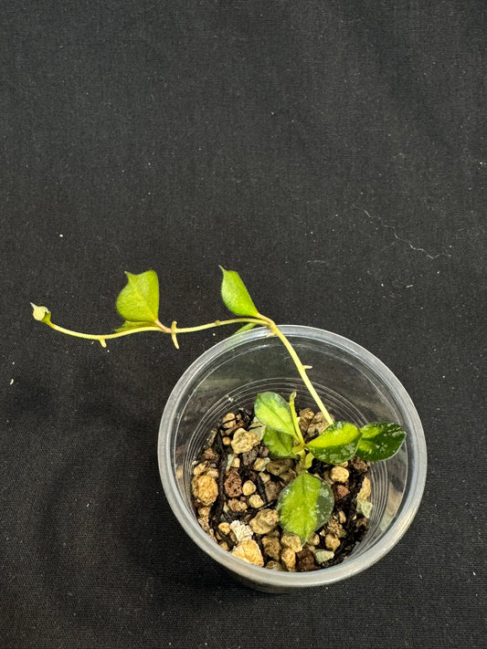 UNICORN🦄! Hoya curtisii variegated (inner), small leaves with nice variegation (Upgrade Shipping is recommended) (Copy)