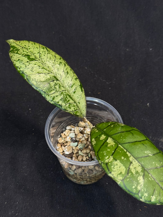 Hoya gunung gading ghost GGG, nice veins and silvery/splashy leaves