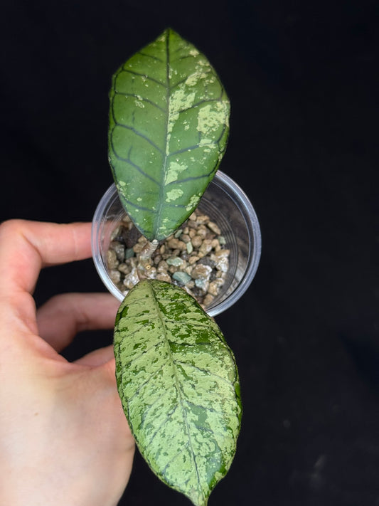 Hoya gunung gading ghost GGG, nice veins and silvery/splashy leaves