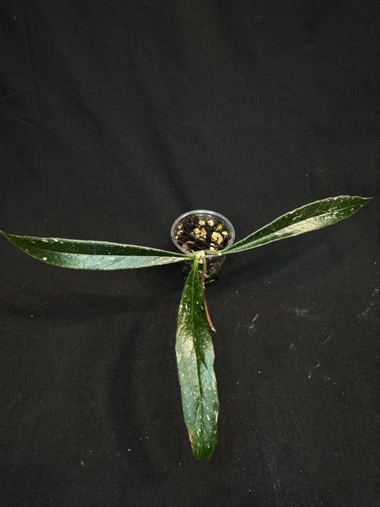 Hoya Sulawesiana silver/splash edge, actively growing, rare