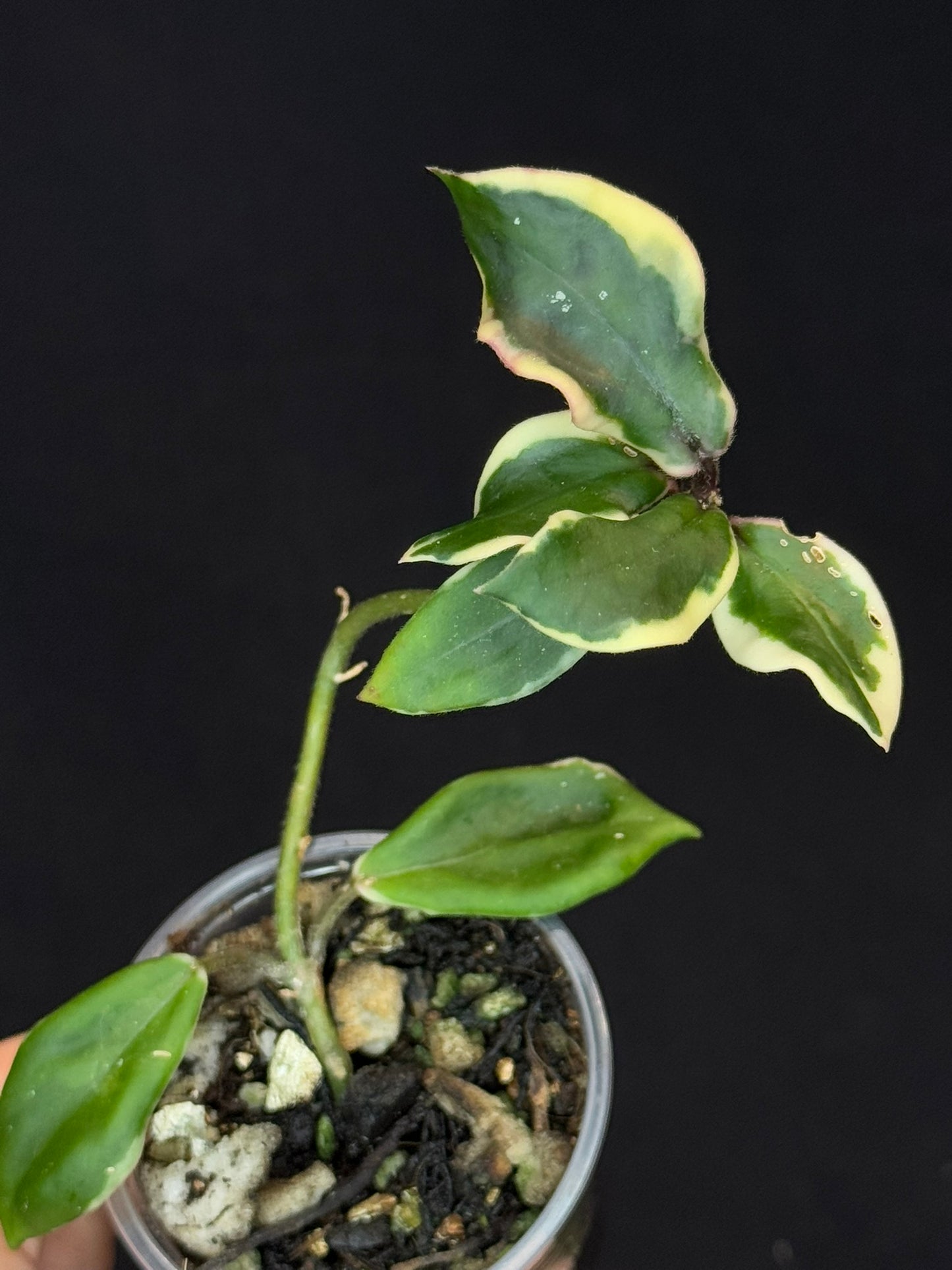Hoya Carnosa Holliana, rare and small variated leaves