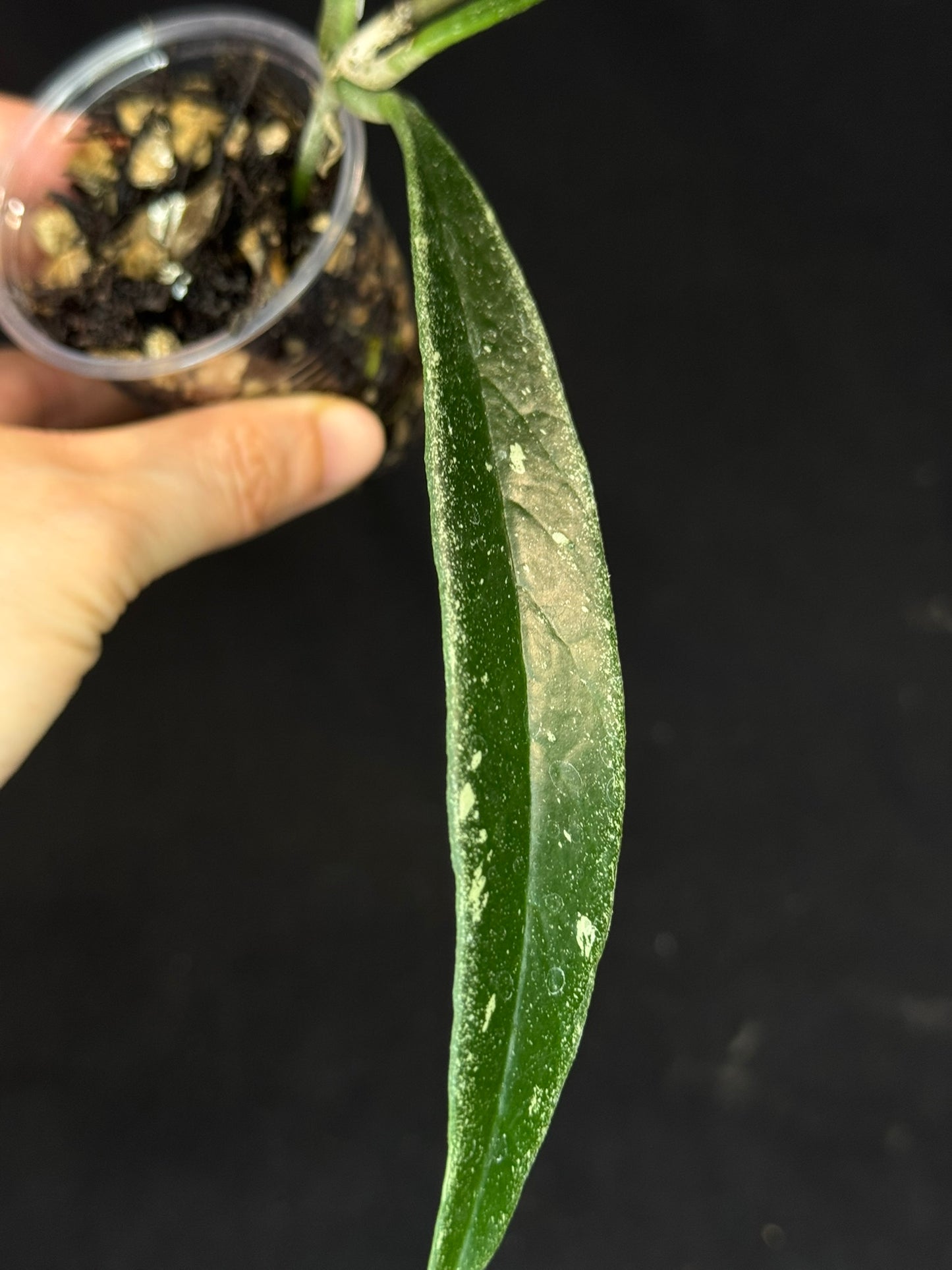 Hoya Sulawesiana silver/splash edge, actively growing, rare