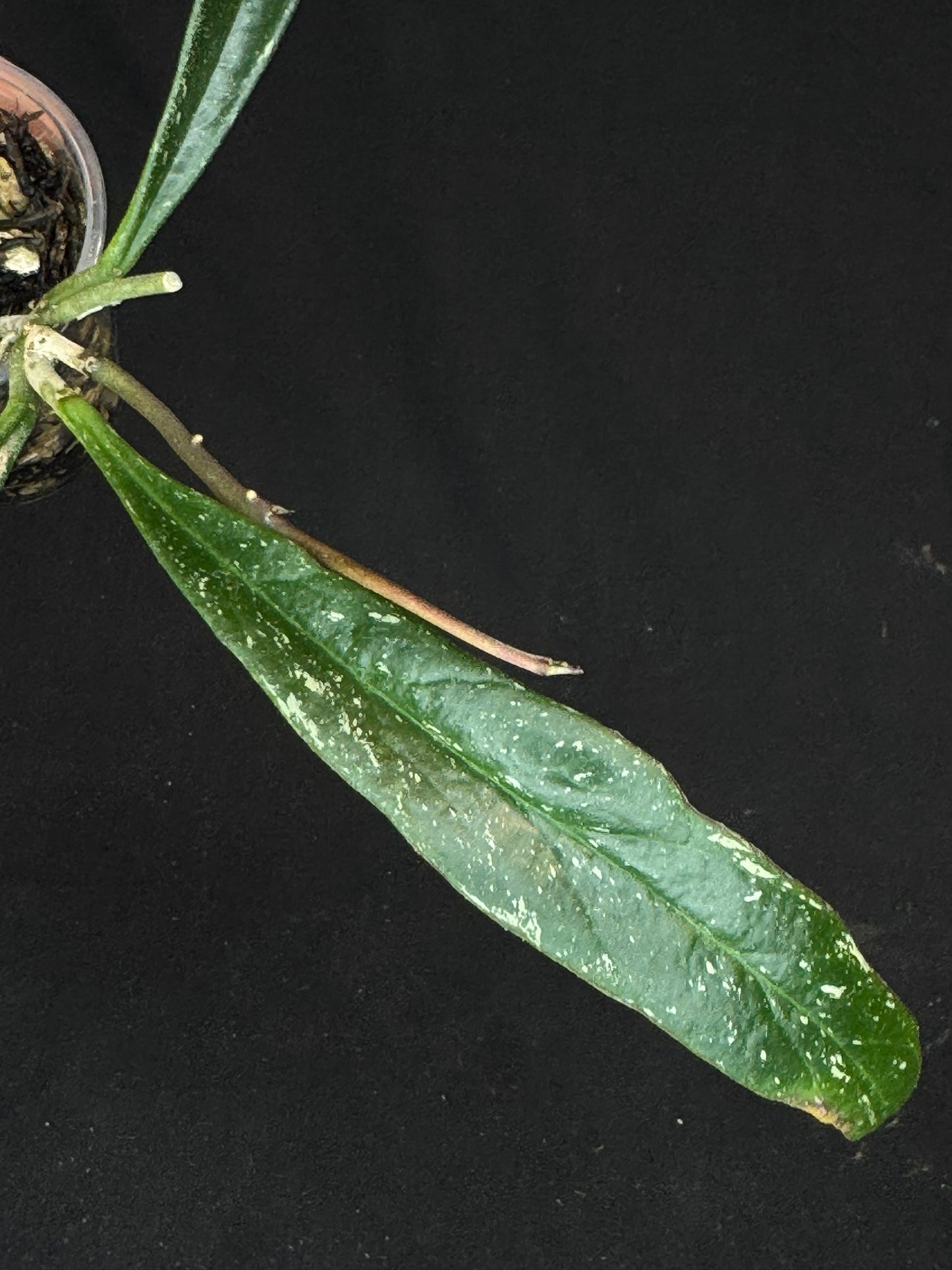 Hoya Sulawesiana silver/splash edge, actively growing, rare
