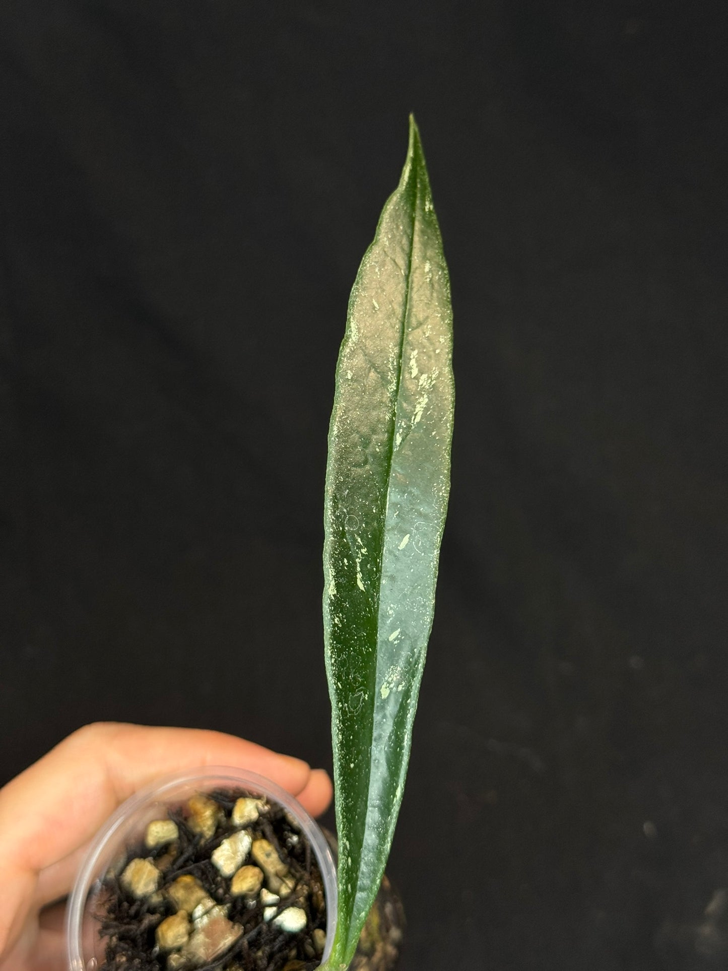 Hoya Sulawesiana silver/splash edge, actively growing, rare