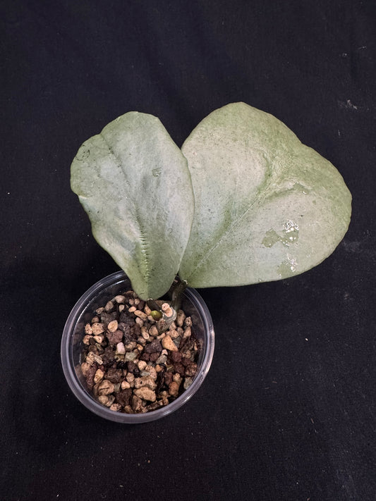 Hoya kerri silver, actively growing, rare