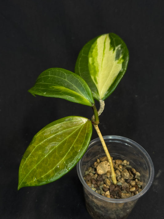Hoya merrillii (Inner Variegated), rare
