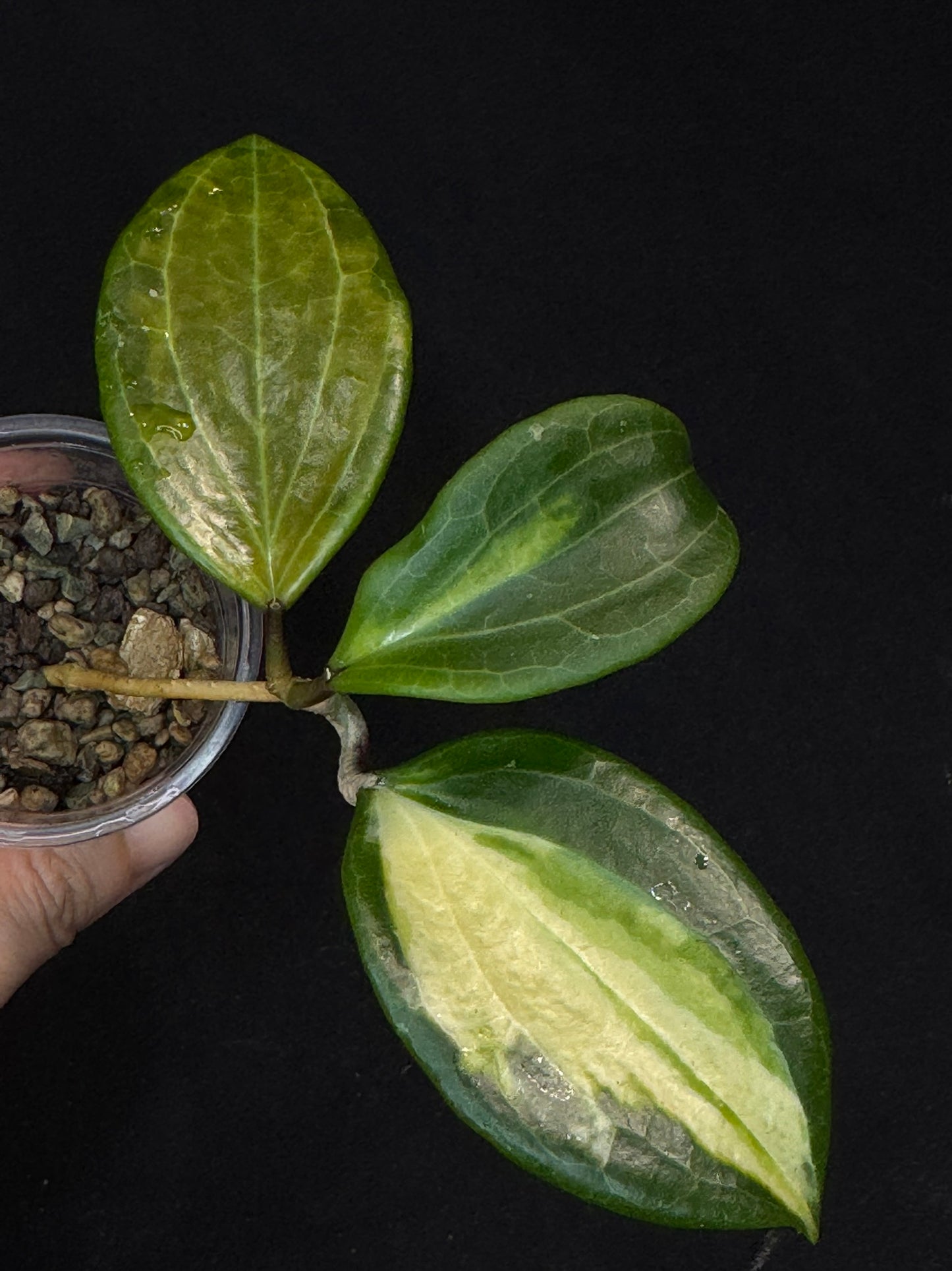 Hoya merrillii (Inner Variegated), rare
