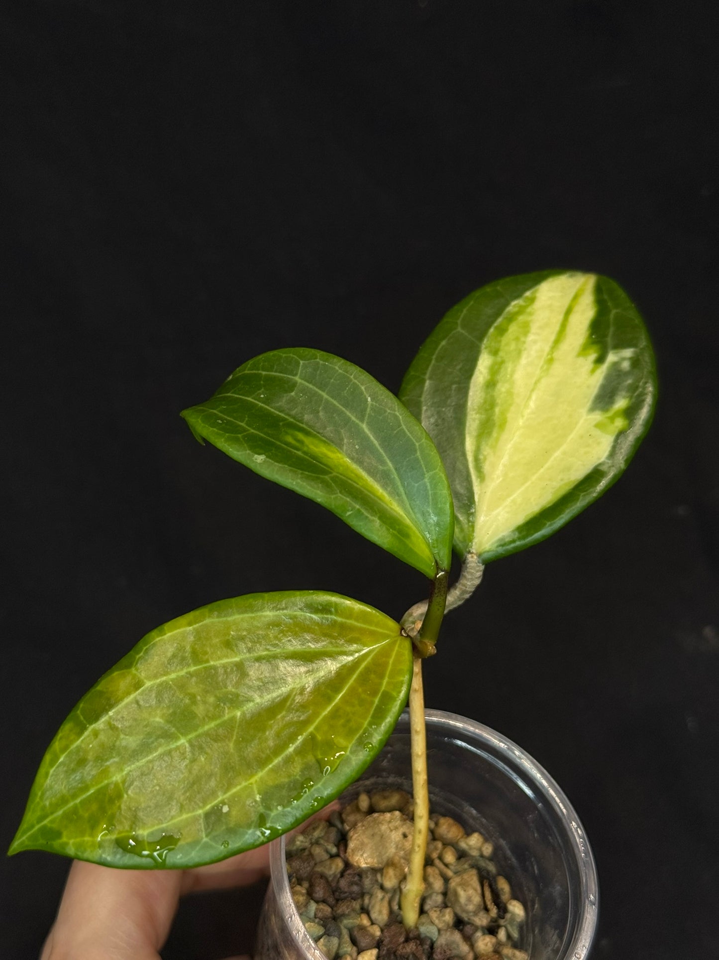 Hoya merrillii (Inner Variegated), rare
