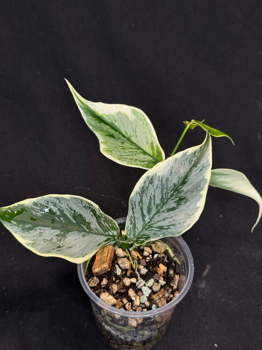 UNICORN🦄! Hoya Polyneura Diem Fairy Queen, super rare (Upgrade Shipping is suggested)