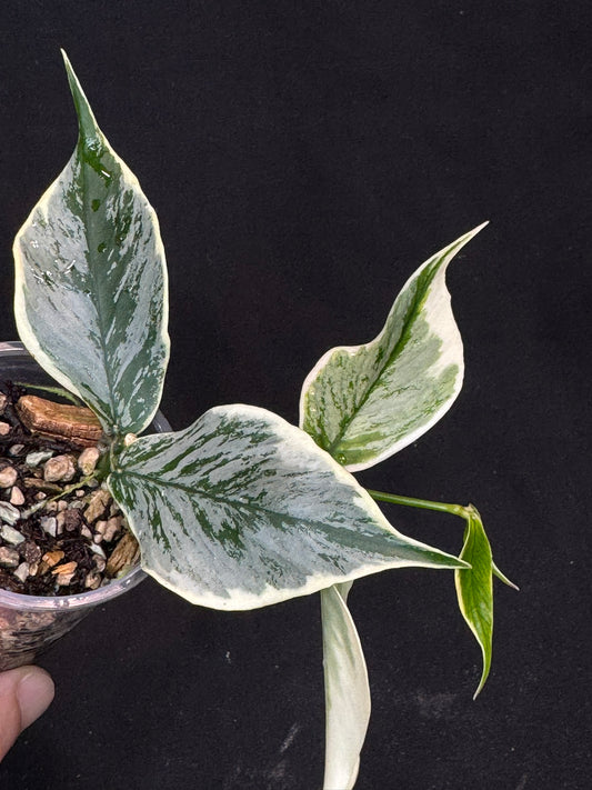 UNICORN🦄! Hoya Polyneura Diem Fairy Queen, super rare (Upgrade Shipping is suggested)