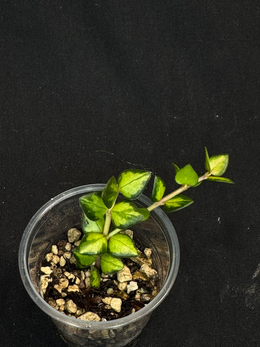 Hoya chinghungensis variegated, small leaves with nice variegation