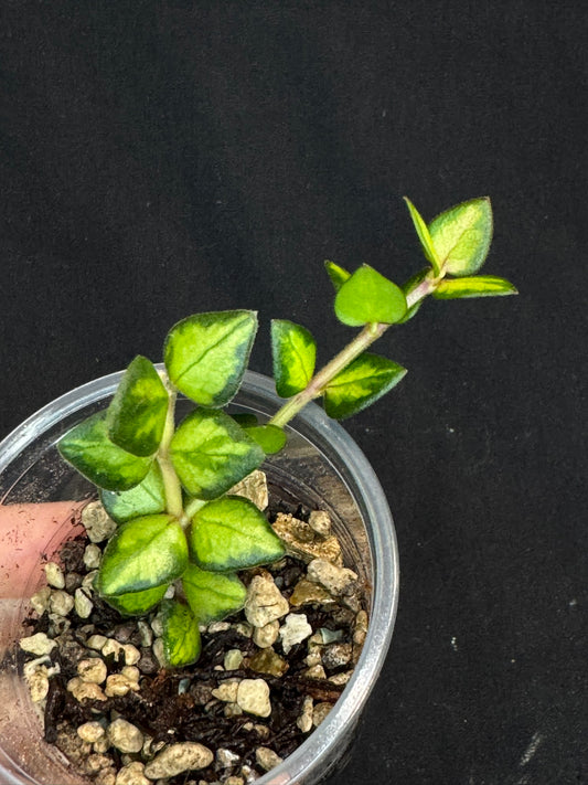 Hoya chinghungensis variegated, small leaves with nice variegation