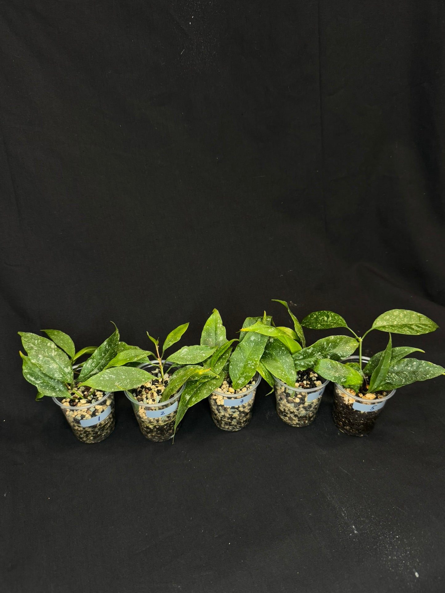 Hoya Multiflora Mini Splash, rare, #1