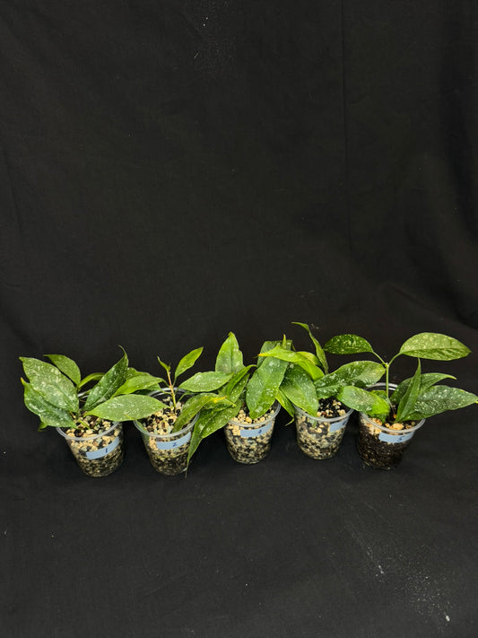Hoya Multiflora Mini Splash, rare, #1