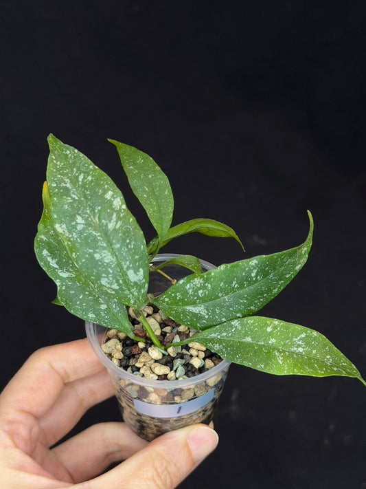 Hoya Multiflora Mini Splash, rare, #1