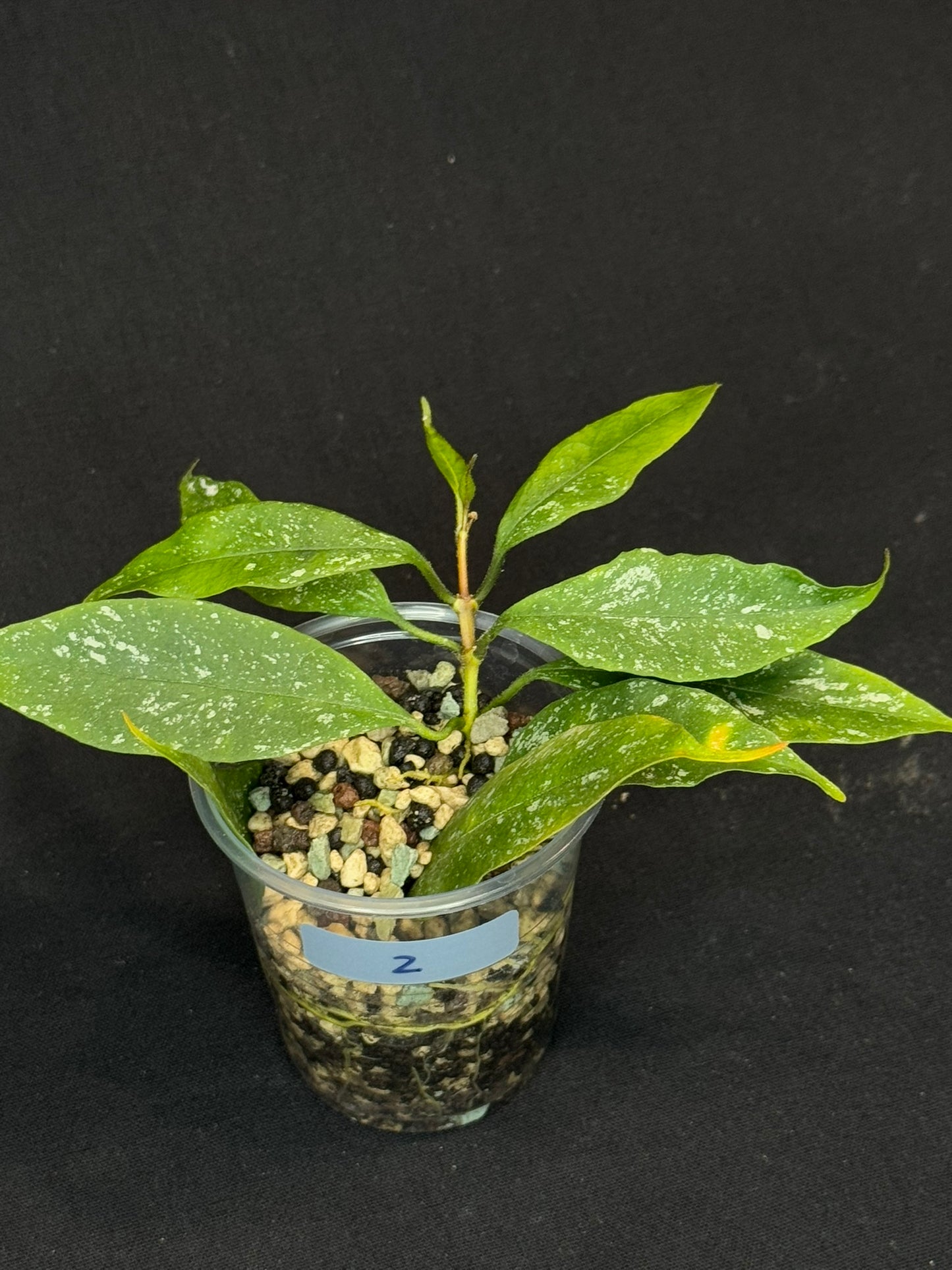 Hoya Multiflora Mini Splash, rare, #2