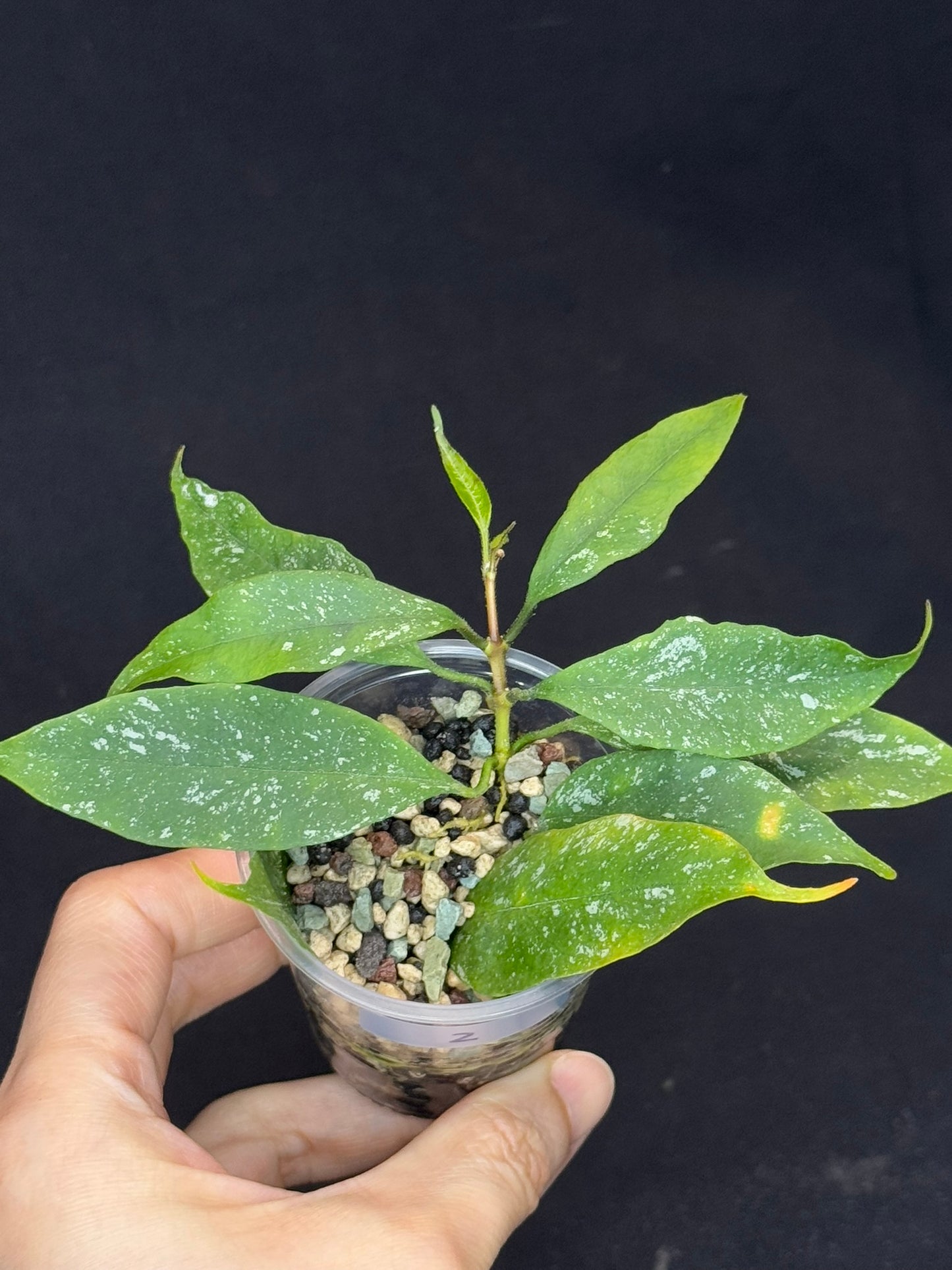 Hoya Multiflora Mini Splash, rare, #2